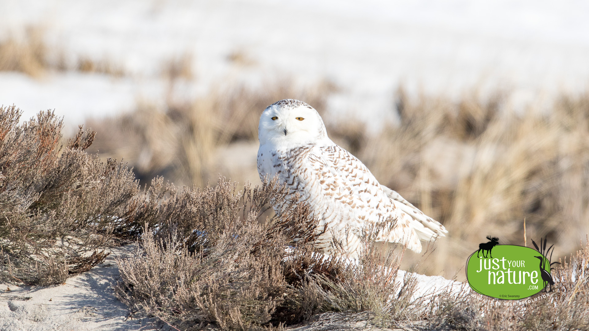 Snowy Owl, Crane Beach, Ipswich, Massachusetts, 11 March 2015 by Eric Swanzey