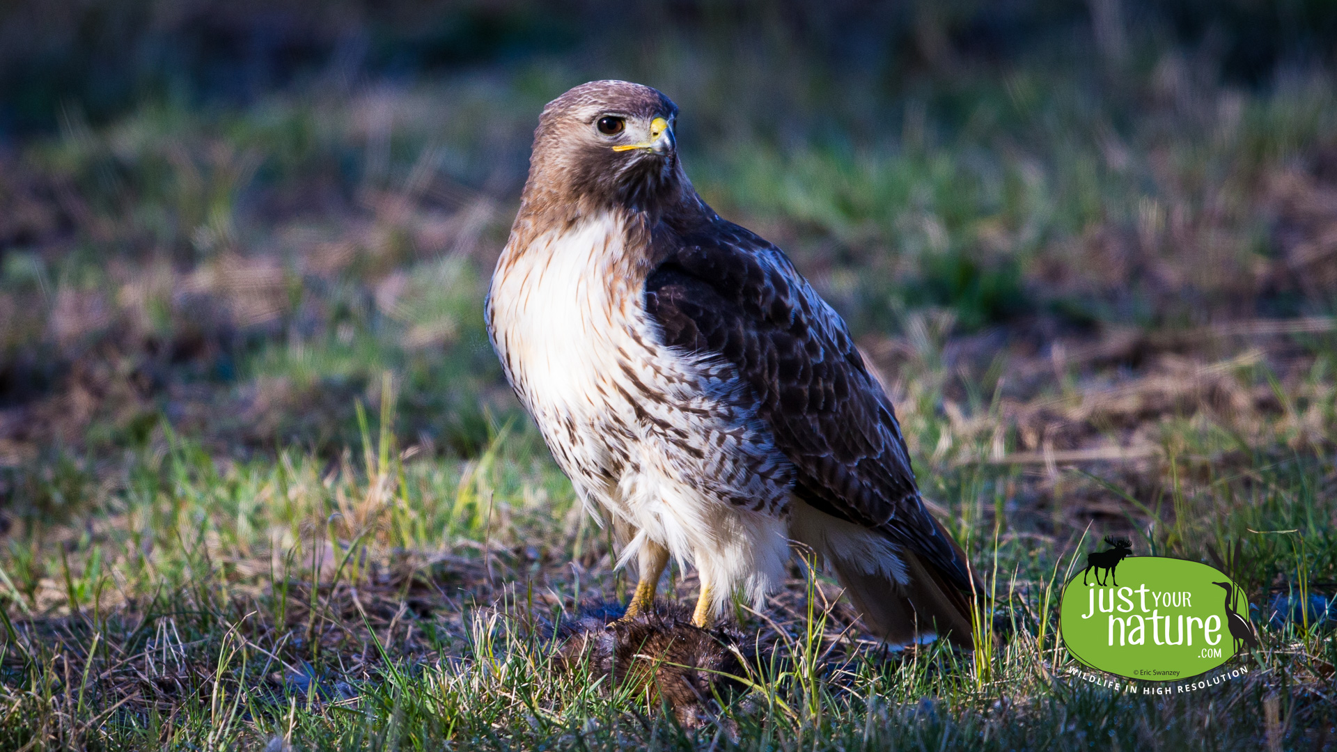 Red-tailed Hawk, Parker River NWR, Plum Island, Massachusetts, 30 March 2016 by Eric Swanzey