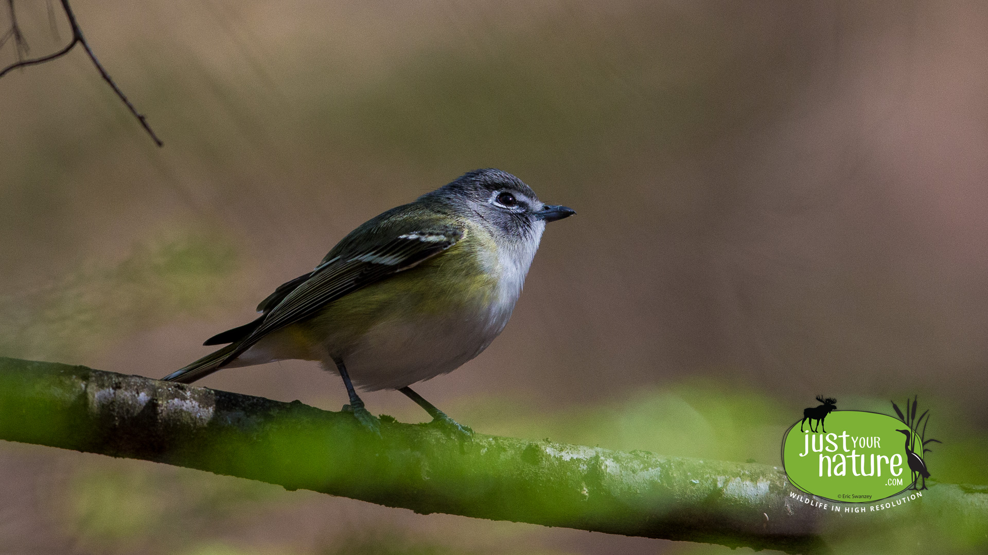 Blue-headed Vireo, Crooked Pond, Bald Hill Conservation Area, Boxford, Massachusetts, 29 April 2016 by Eric Swanzey