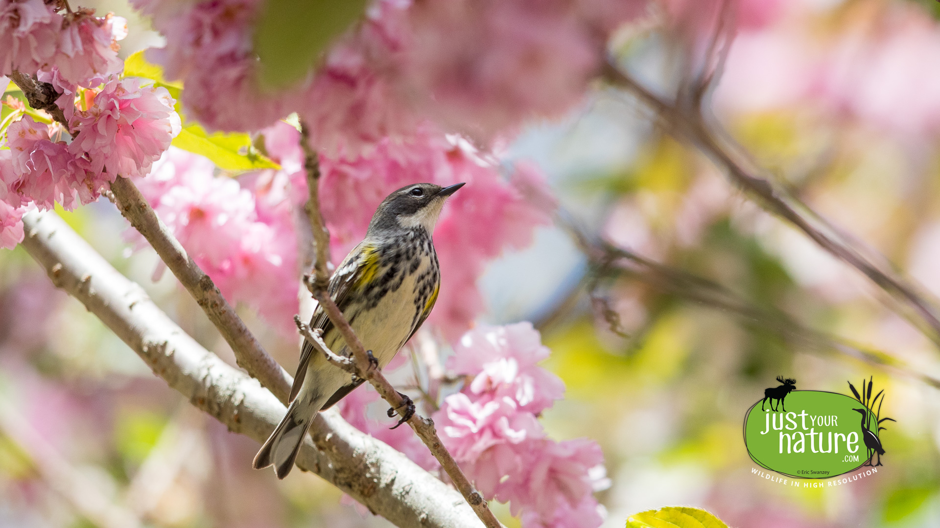 Yellow-rumped Warbler, Parker River NWR, Plum Island, Massachusetts, 19 May 2017 by Eric Swanzey