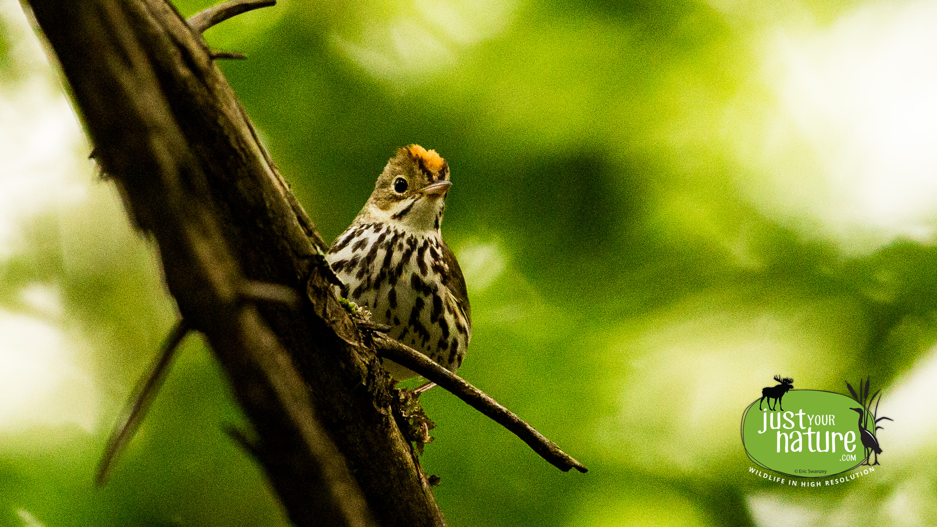 Ovenbird, Grafton Pond, Grafton, New Hampshire, 20 June 2014 by Eric Swanzey