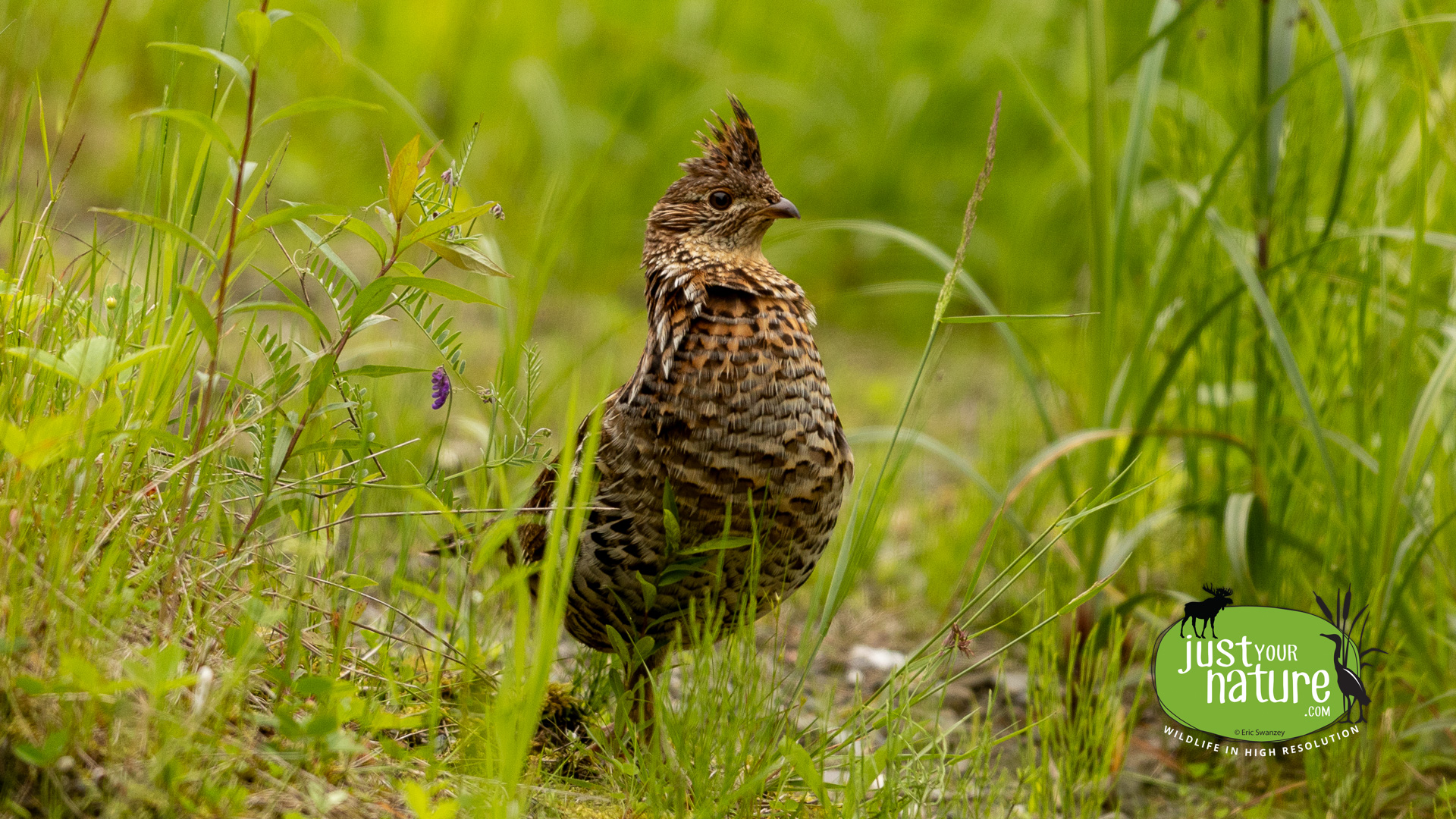 Ruffed Grouse, Elm Stream Twp, North Maine Woods (NMW, Maine), DeLorme 48:C5, 17 June 2024 by Eric Swanzey