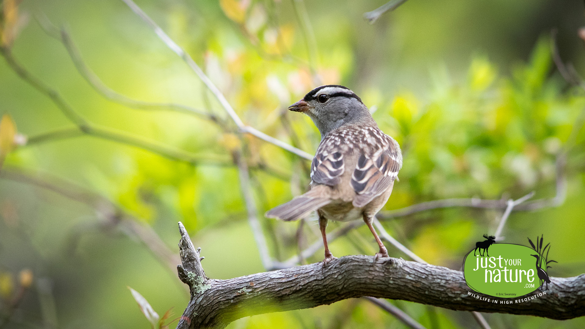 White-crowned Sparrow, Gordon Woods, Hamilton, Massachusetts, 18 May 2017 by Eric Swanzey