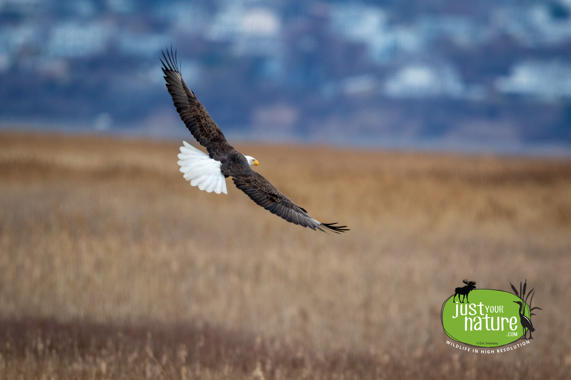 Bald Eagle, Parker River NWR, Plum Island, Massachusetts, 4 February 2016 by Eric Swanzey