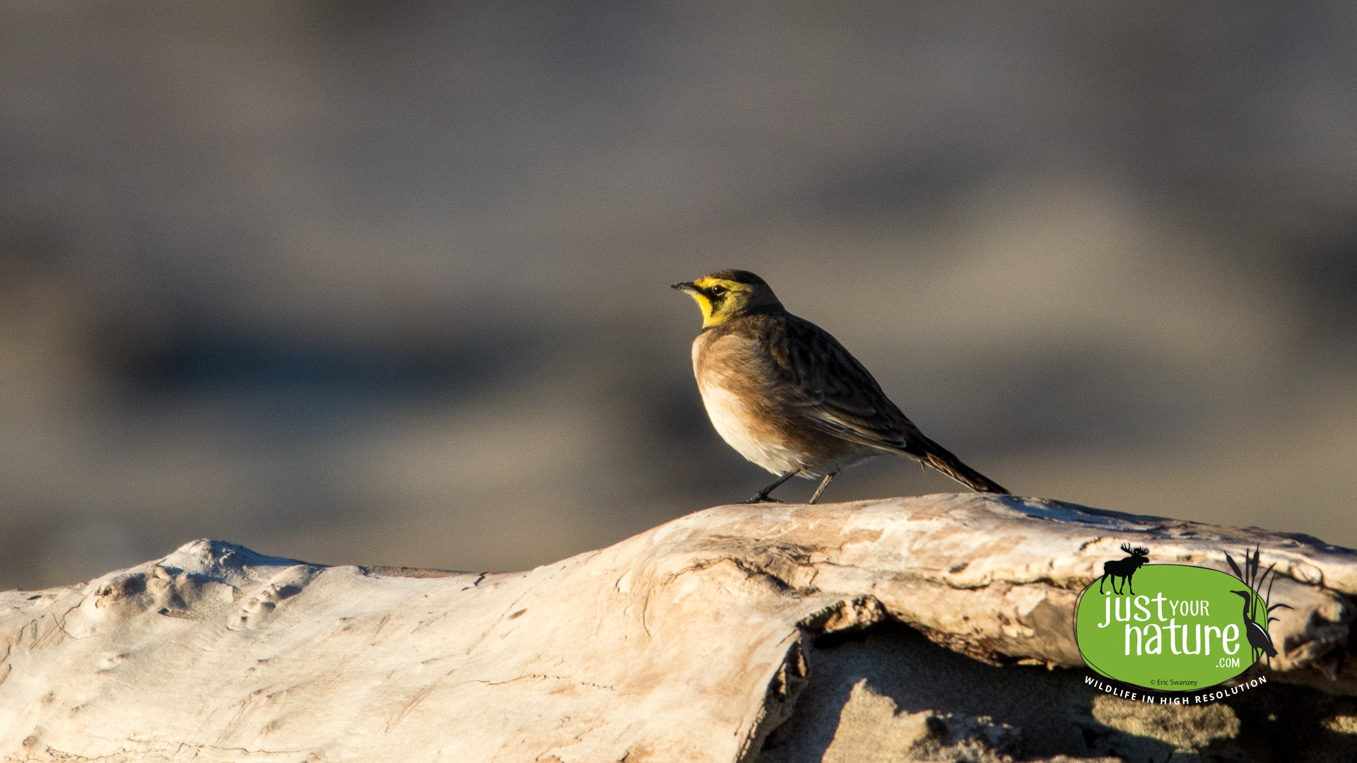 Horned Lark, Sandy Point State Reservation, Plum Island, Massachusetts, 11 November 2014 by Eric Swanzey