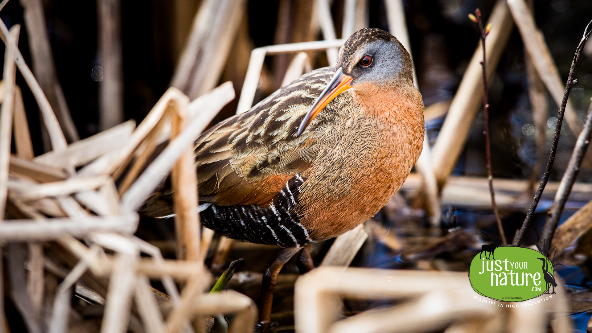 Virginia Rail, Ipswich River Wildlife Sanctuary, Topsfield, Massachusetts, 30 April 2015 by Eric Swanzey