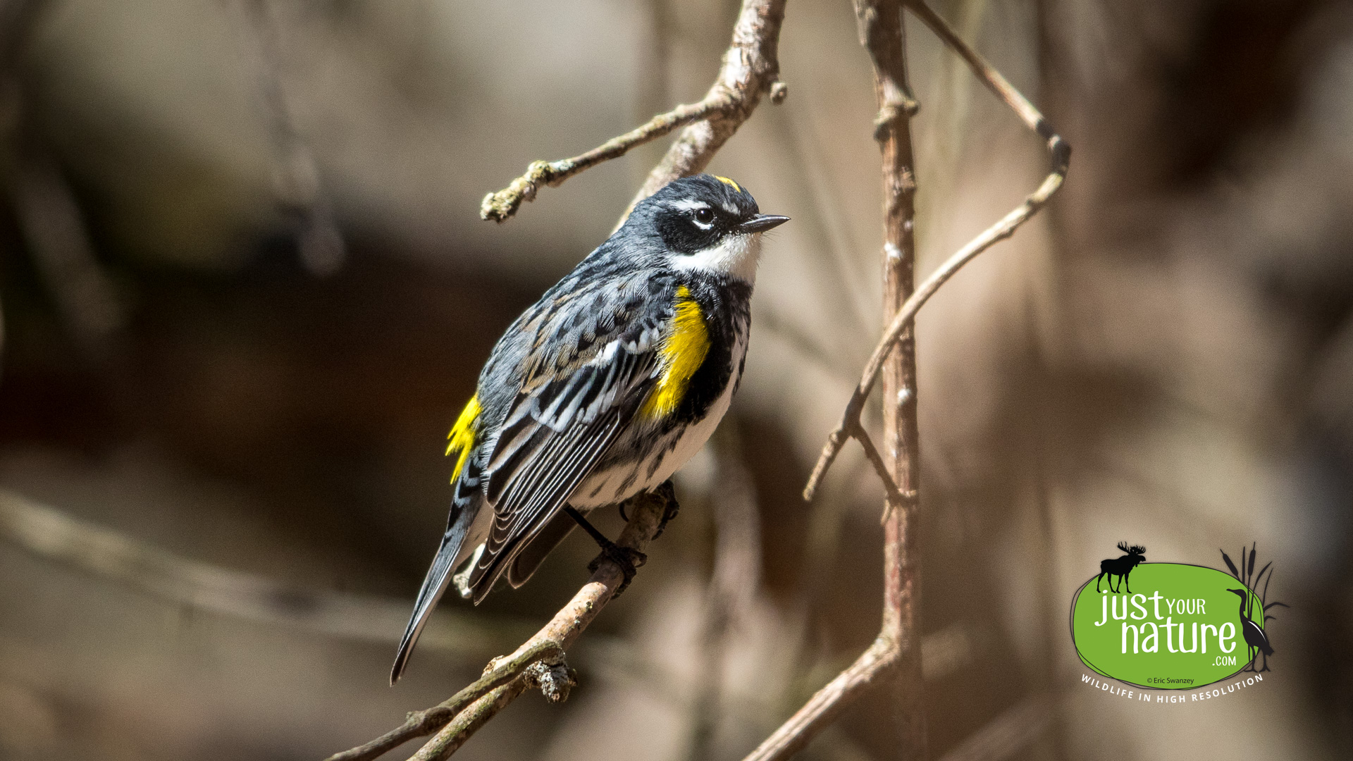 Yellow-rumped Warbler, Ipswich River Wildlife Sanctuary, Topsfield, Massachusetts, 19 April 2015 by Eric Swanzey