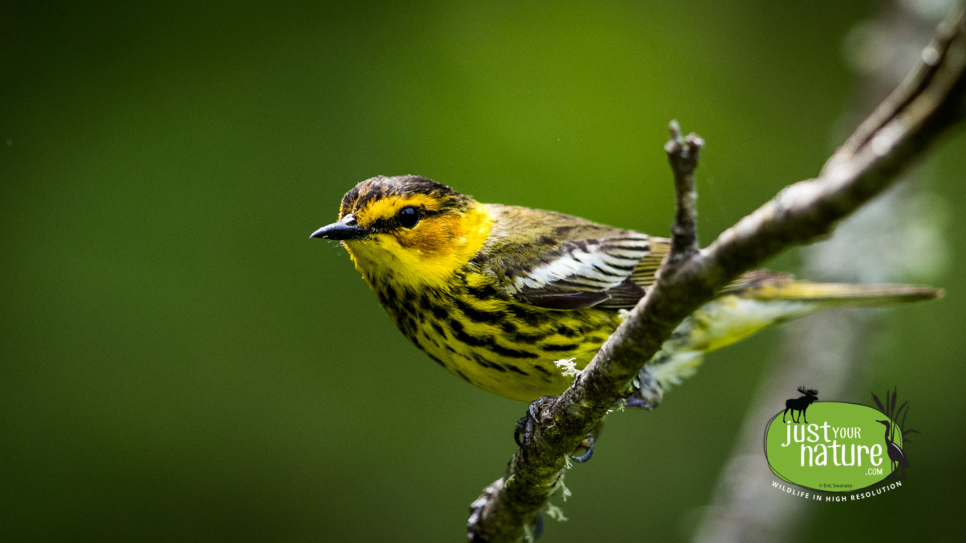 Cape May Warbler, Golden Road, Northeast Carry Twp, North Maine Woods (NMW), Maine, DeLorme 49:D2, 3 June 2024 by Eric Swanzey