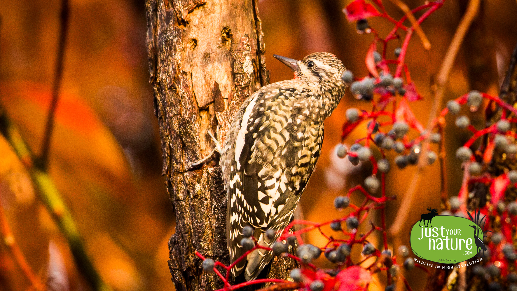 Yellow-bellied Sapsucker, Parker River NWR, Plum Island, Massachusetts, 17 October 2014 by Eric Swanzey