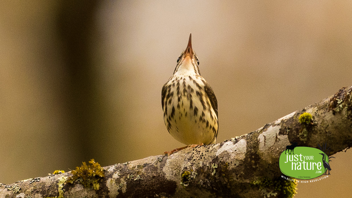 Louisiana Waterthrush, Hilton-Winn Preserve, York, Maine, 14 May 2024 by Eric Swanzey