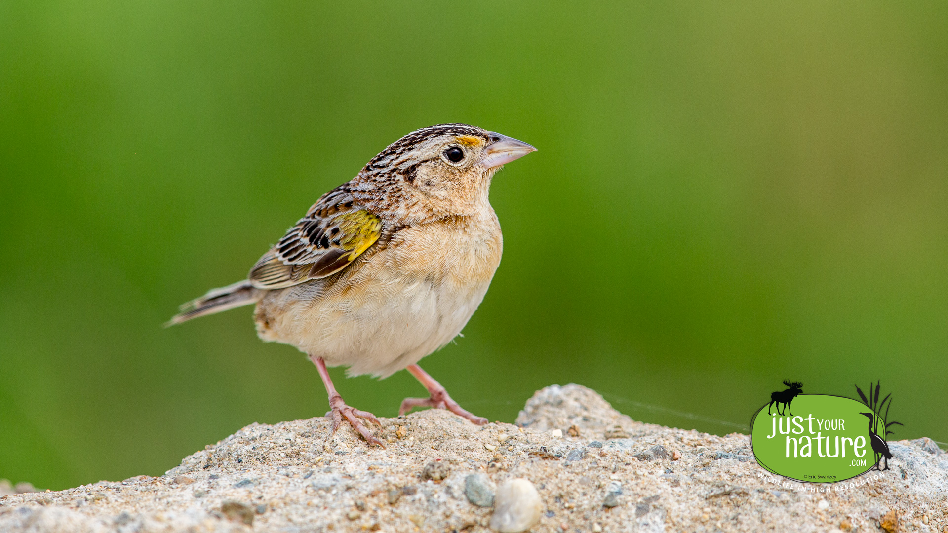 Grasshopper Sparrow, Pease Grasslands, Portsmouth, New Hampshire, 14 June 2015 by Eric Swanzey