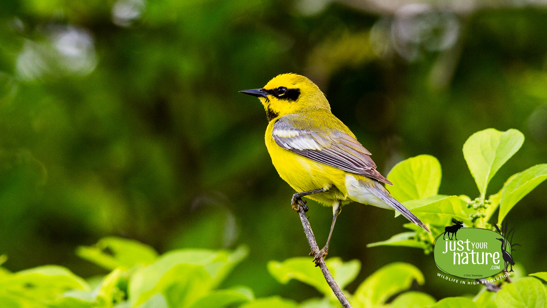 Lawrence's Warbler, Ordway Reservation, West Newbury, Massachusetts, 26 May 2015 by Eric Swanzey