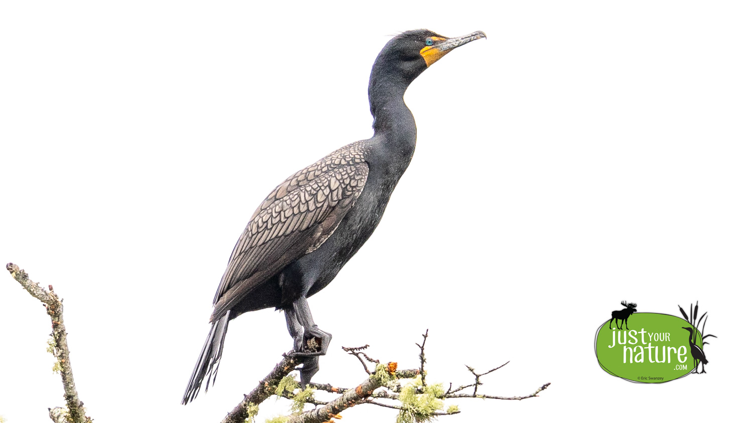 Double-crested Cormorant, Lobster Stream, Lobster Twp, North Maine Woods (NMW), Maine, DeLorme 49:D3, 8 June 2024 by Eric Swanzey