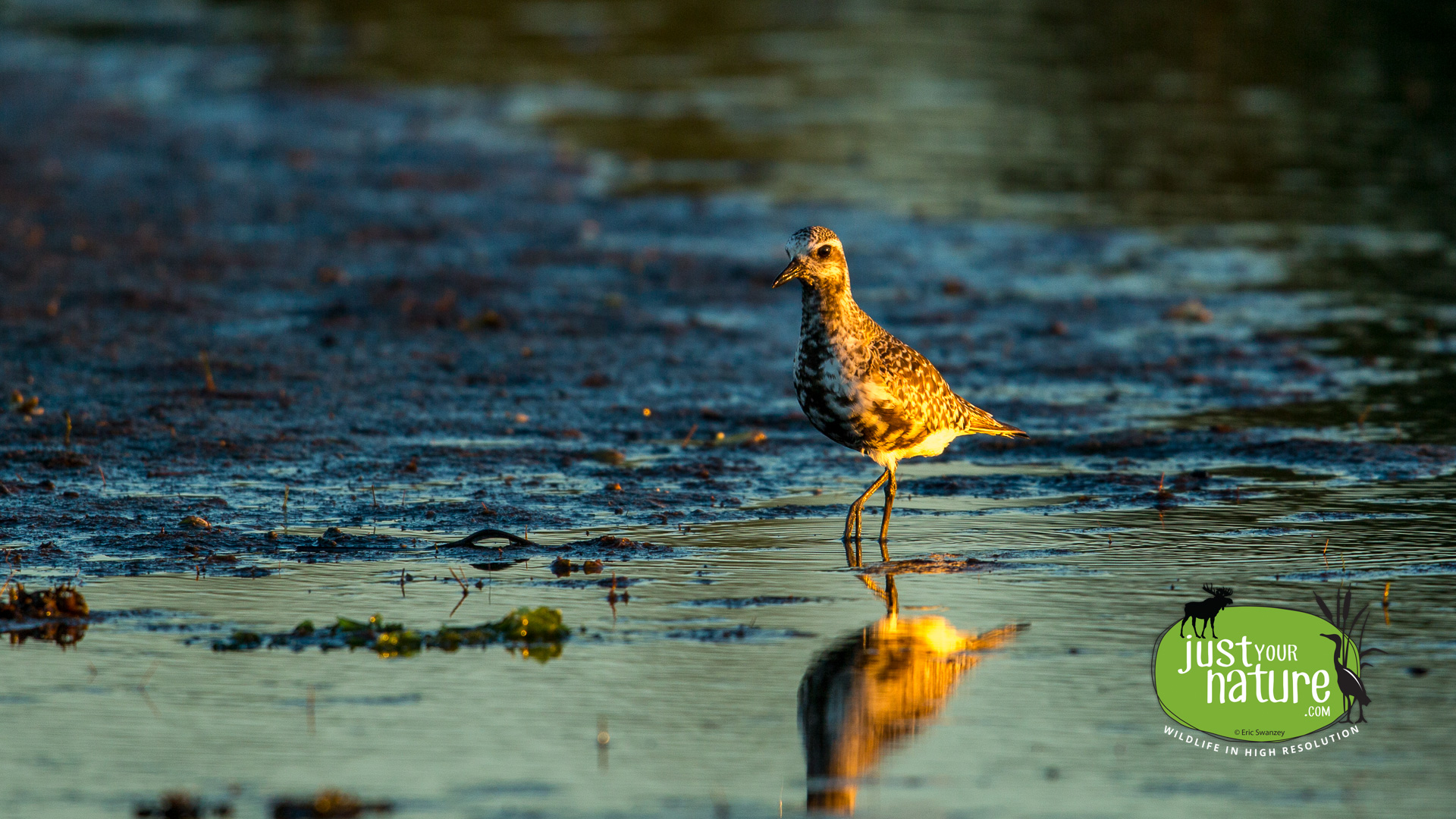 Black-bellied Plover, Parker River NWR, Plum Island, Massachusetts, 29 August 2014 by Eric Swanzey