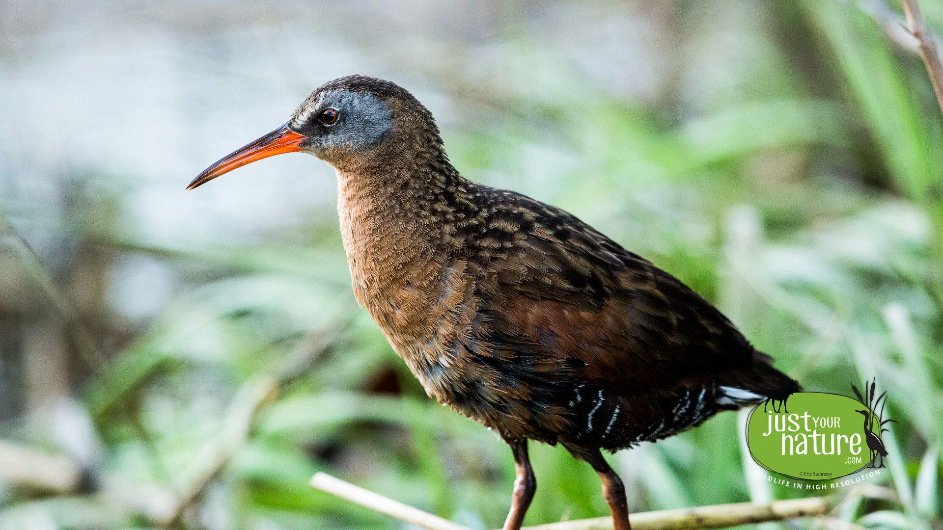 Virginia Rail, Hamlin Reservation, Ipswich, Massachusetts, 16 June 2014 by Eric Swanzey