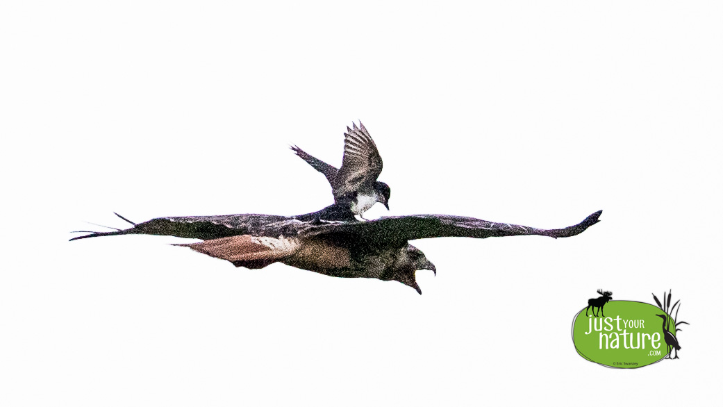 Eastern Kingbird, Red-tailed Hawk, Chubb Creek, Beverly Farms, Massachusetts, 25 June 2017 by Eric Swanzey