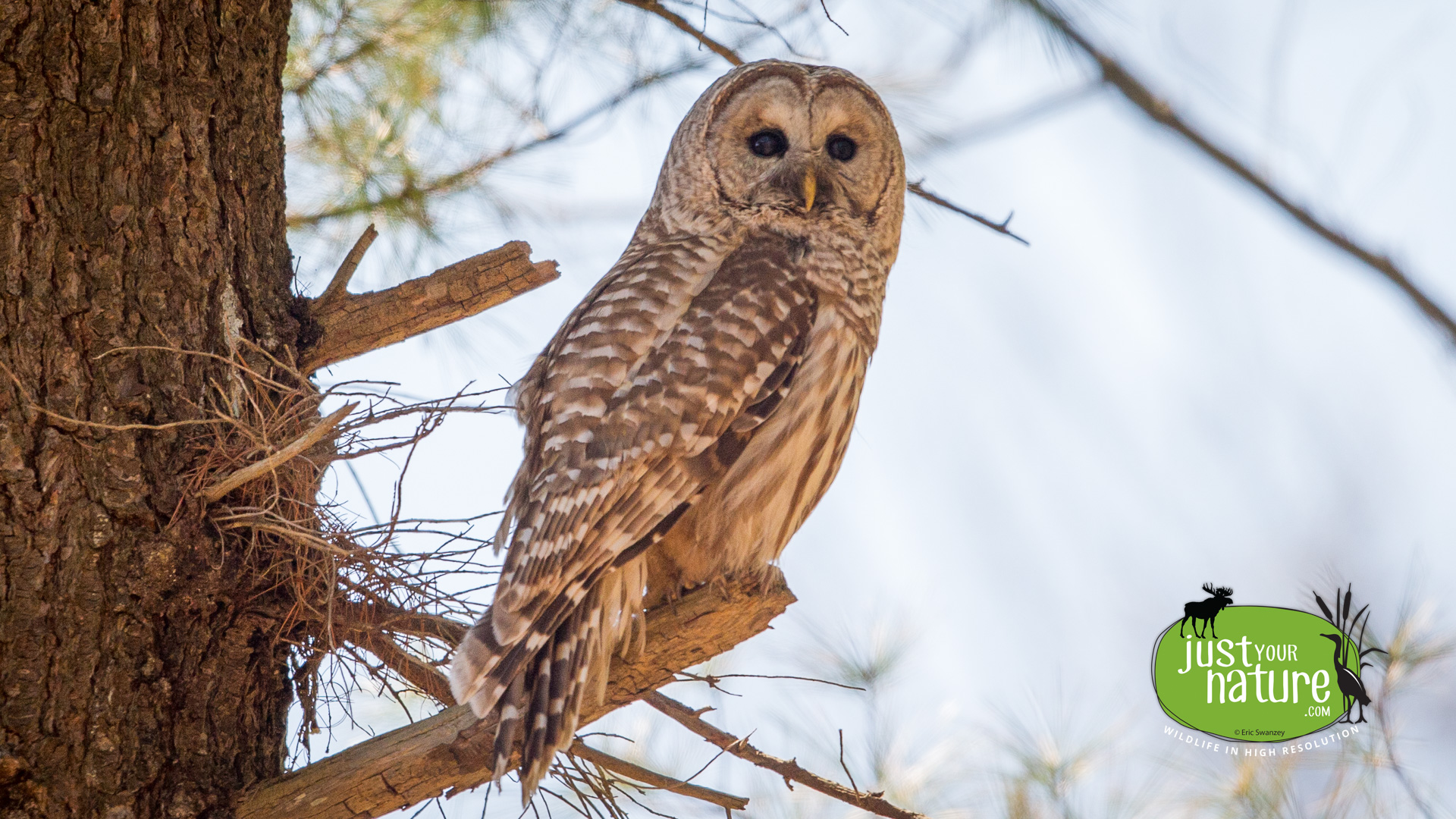 Barred Owl, Norwood Pond, Beverly, Massachusetts, 24 April 2016 by Eric Swanzey