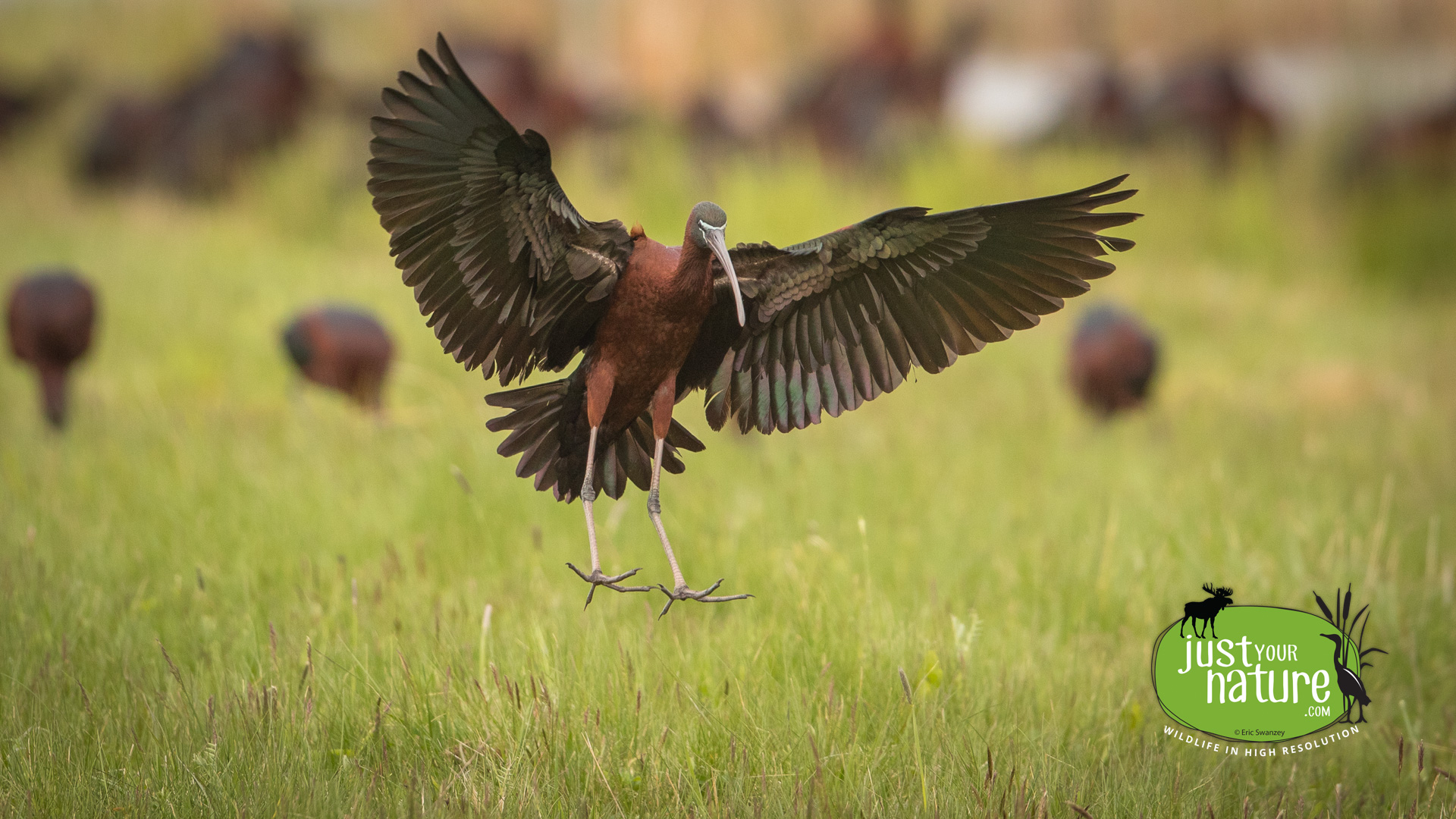 Glossy Ibis, Causeway Brook, Manchester-by-the-Sea, Massachusetts, 6 May 2016 by Eric Swanzey