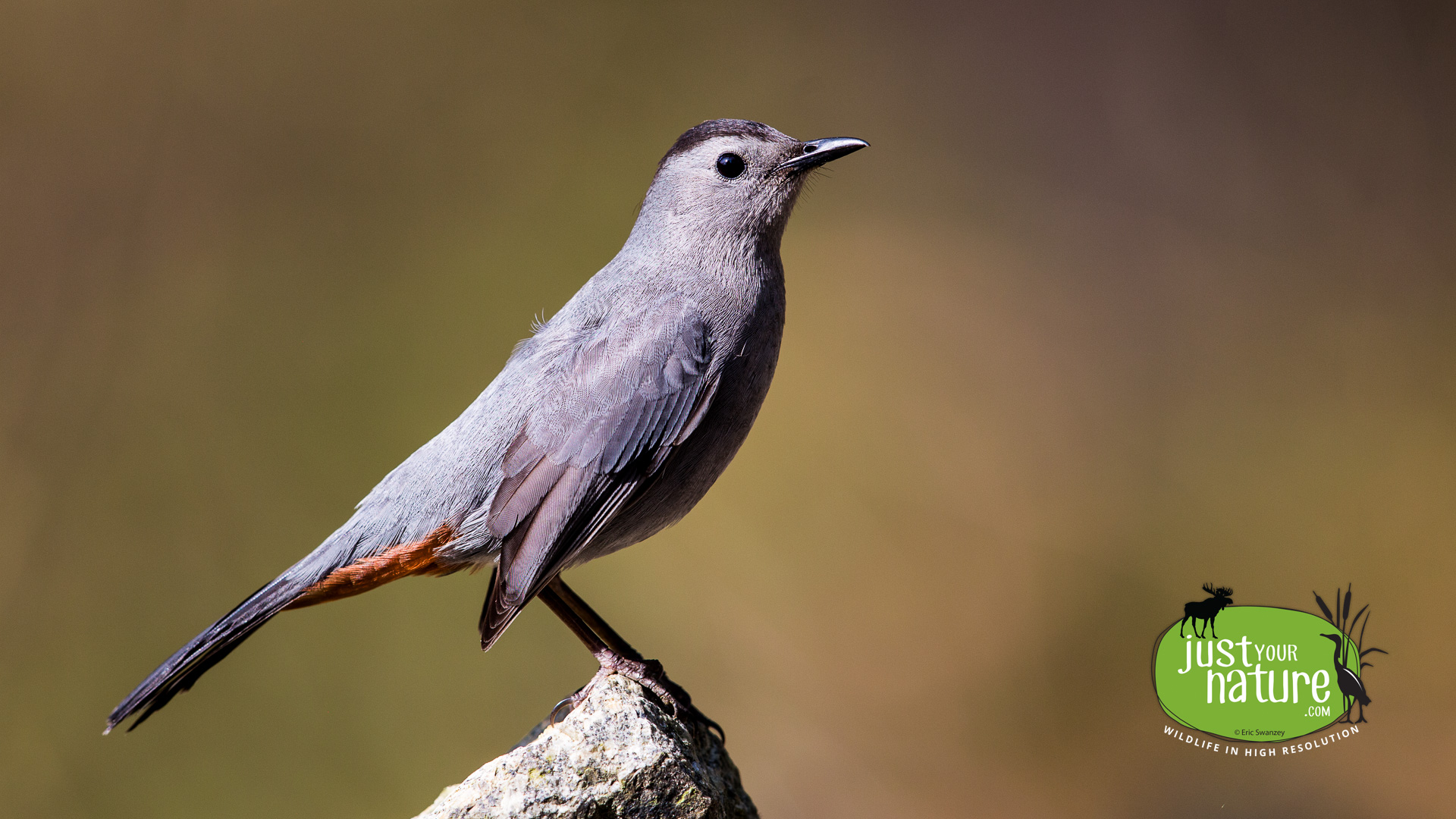 Gray Catbird, Long Hill, Manchester-by-the-Sea, Massachusetts, 10 May 2015 by Eric Swanzey