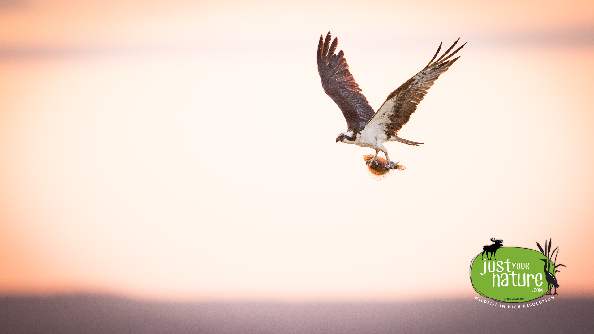 Osprey, Sandy Point State Reservation, Plum Island, Massachusetts, 24 August 2014 by Eric Swanzey