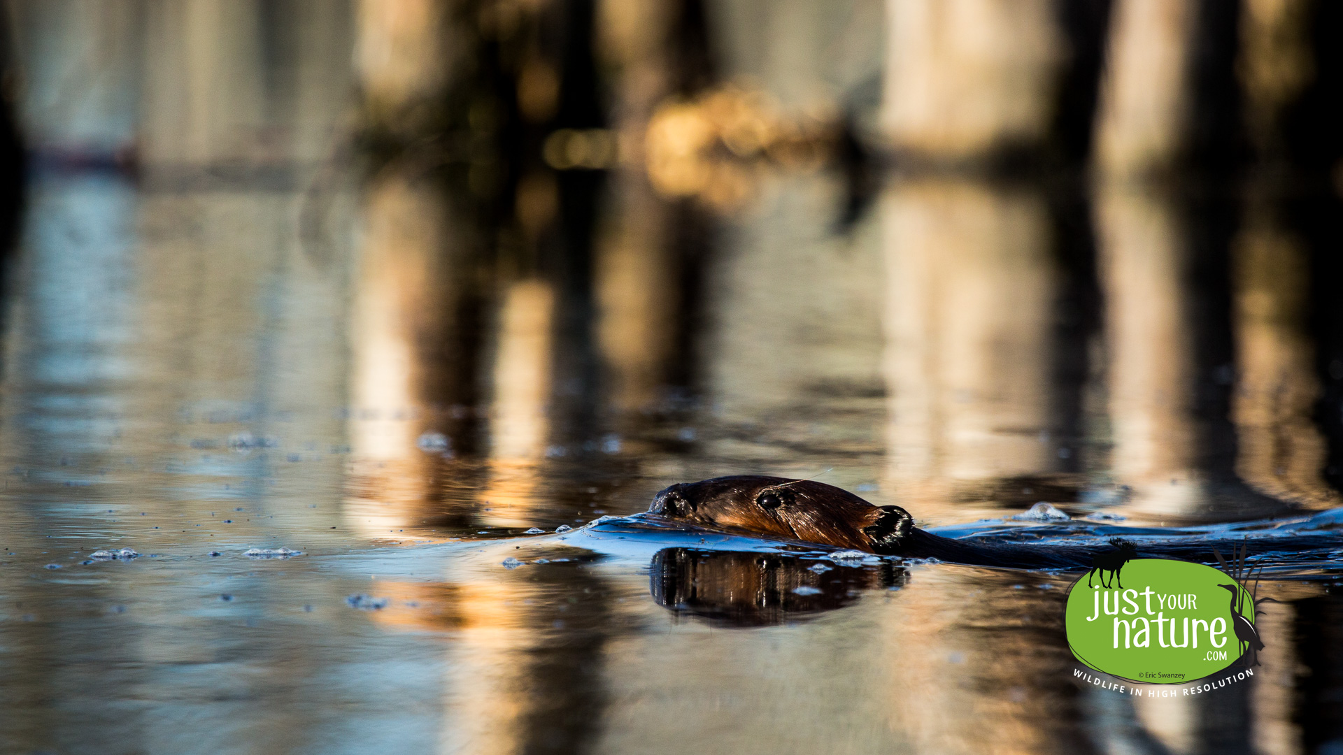 Beaver, Ipswich River Wildlife Sanctuary, Topsfield, Massachusetts, 25 April 2014 by Eric Swanzey