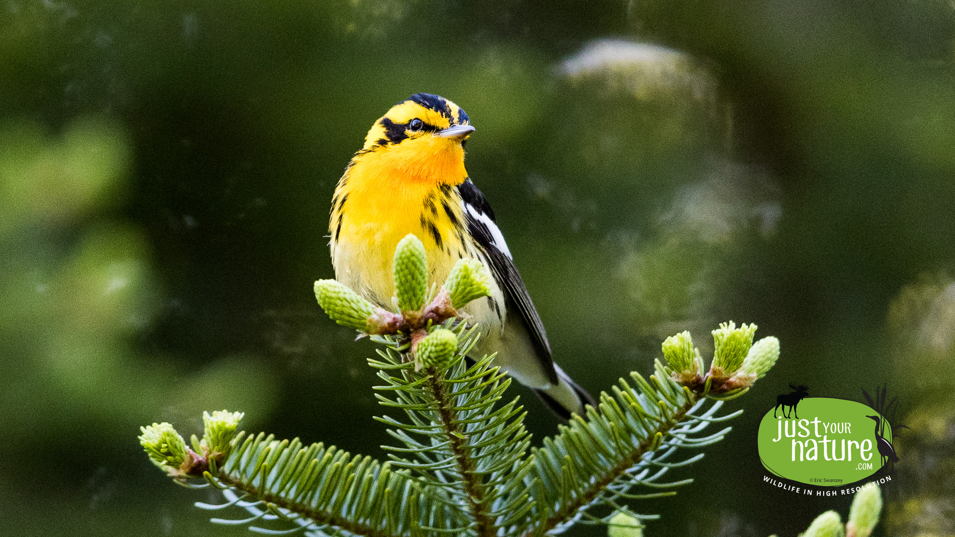 Blackburnian Warbler, Aziscohos Lake, Parkertown Twp, Maine, DeLorme 28:D1, 25 May 2024 by Eric Swanzey