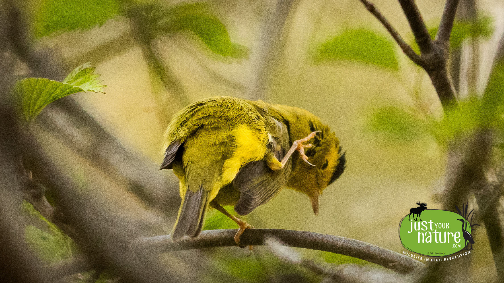 Wilson's Warbler, Parker River NWR, Plum Island, Massachusetts, 17 Ma7 2017 by Eric Swanzey