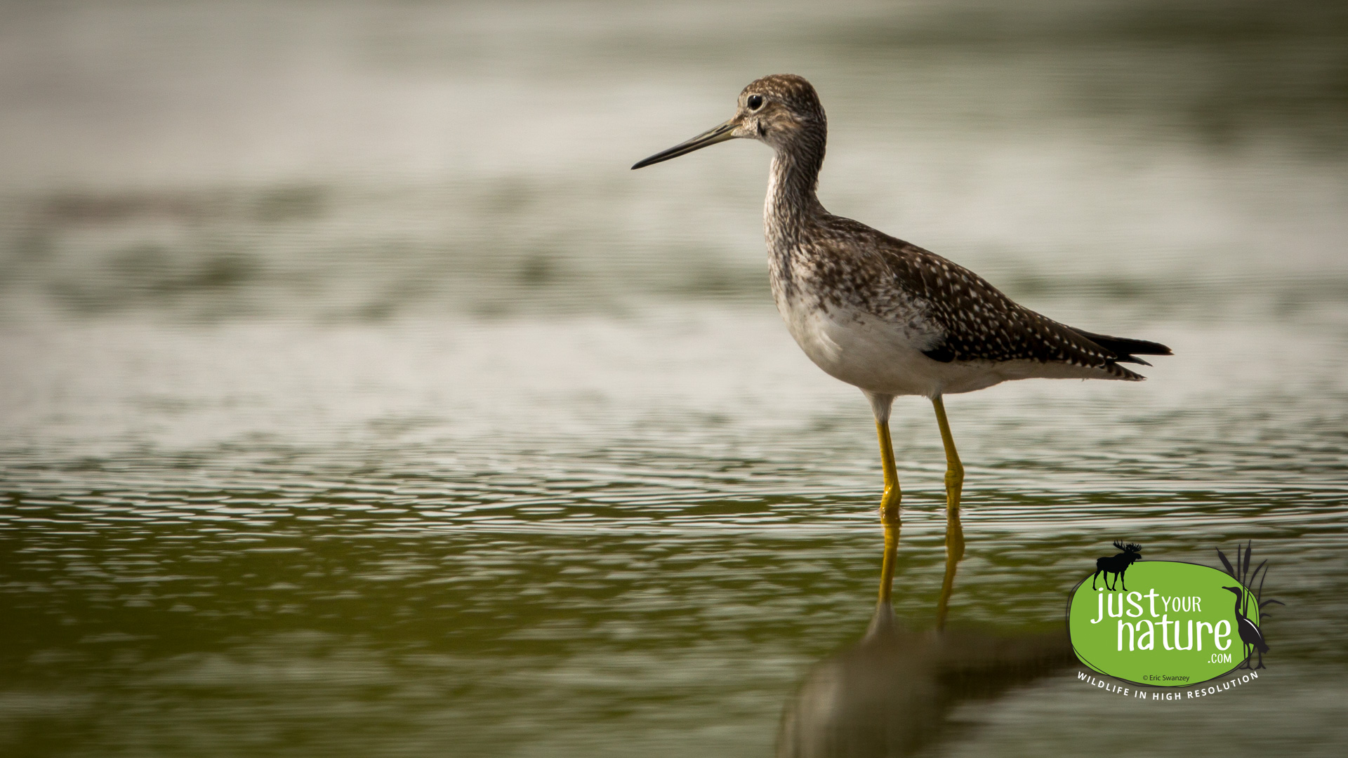 Lesser Yellowlegs, Parker River NWR, Plum Island, Massachusetts, 9 September 2014 by Eric Swanzey