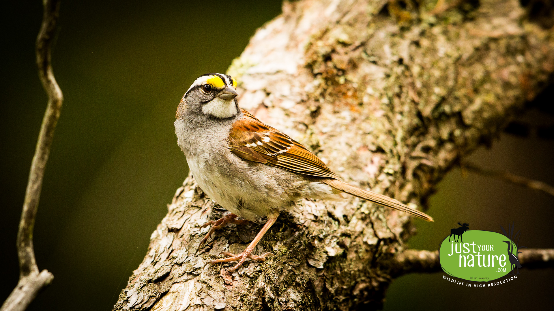 White-throated Sparrow, Smith Pond, Enfield, New Hampshire, 21 June 2014 by Eric Swanzey