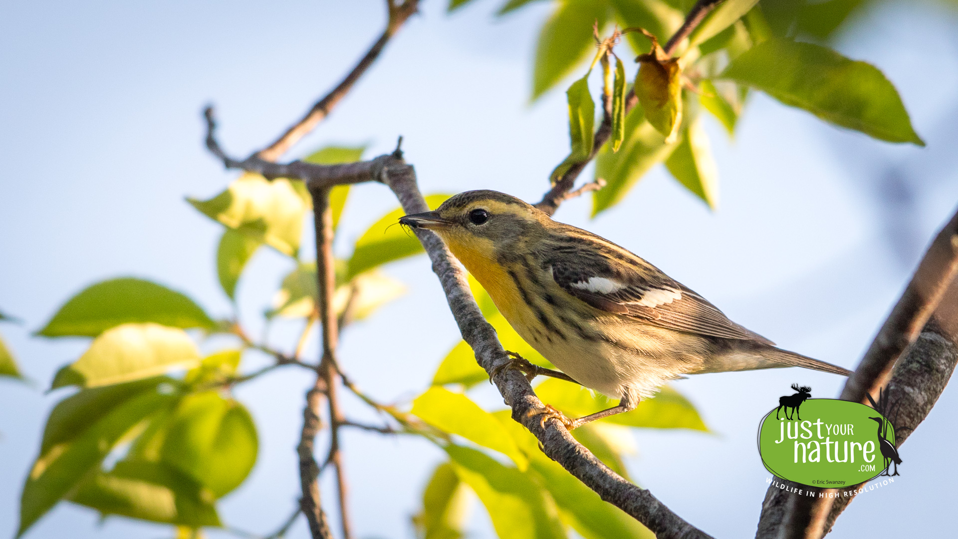 Blackburnian Warbler, Gordon Woods, Hamilton, Massachusetts, 18 May 2017 by Eric Swanzey