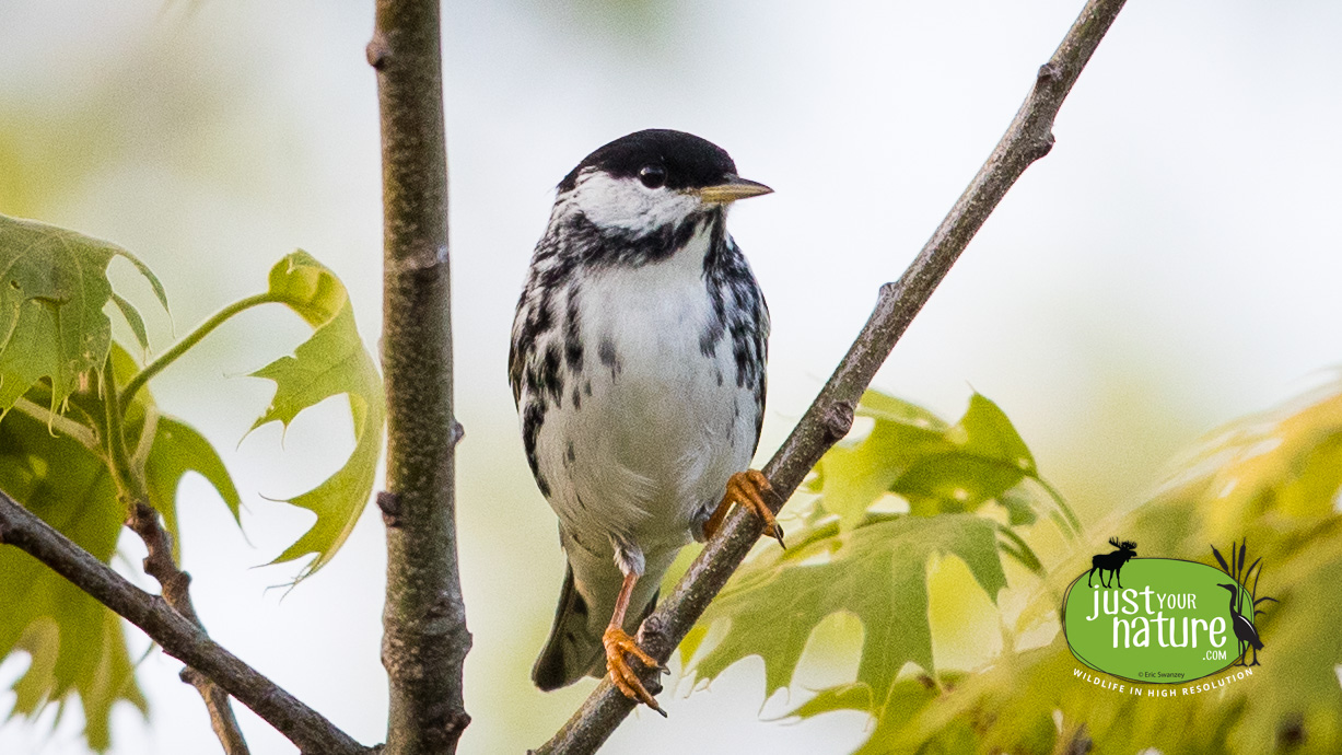 Blackpoll Warbler, Parker River NWR, Plum Island, Massachusetts, 19 May 2017 by Eric Swanzey