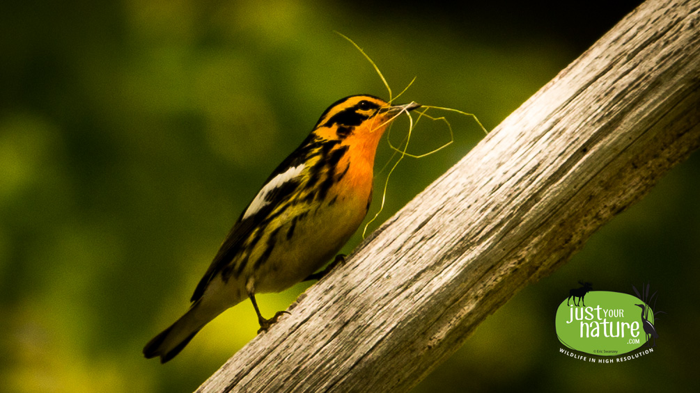 Blackburnian Warbler, Parker River NWR, Plum Island, Massachusetts, 24 May 2014 by Eric Swanzey