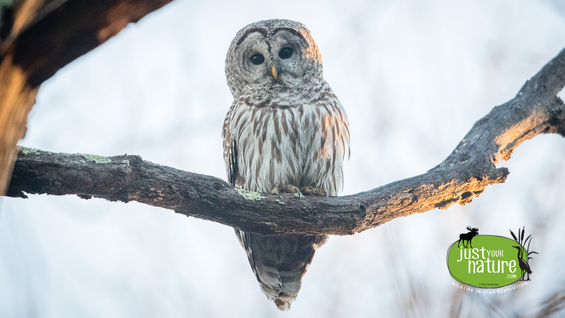 Barred Owl, Julia Bird Reservation, Ipswich, Massachusetts, 21 April 2017 by Eric Swanzey