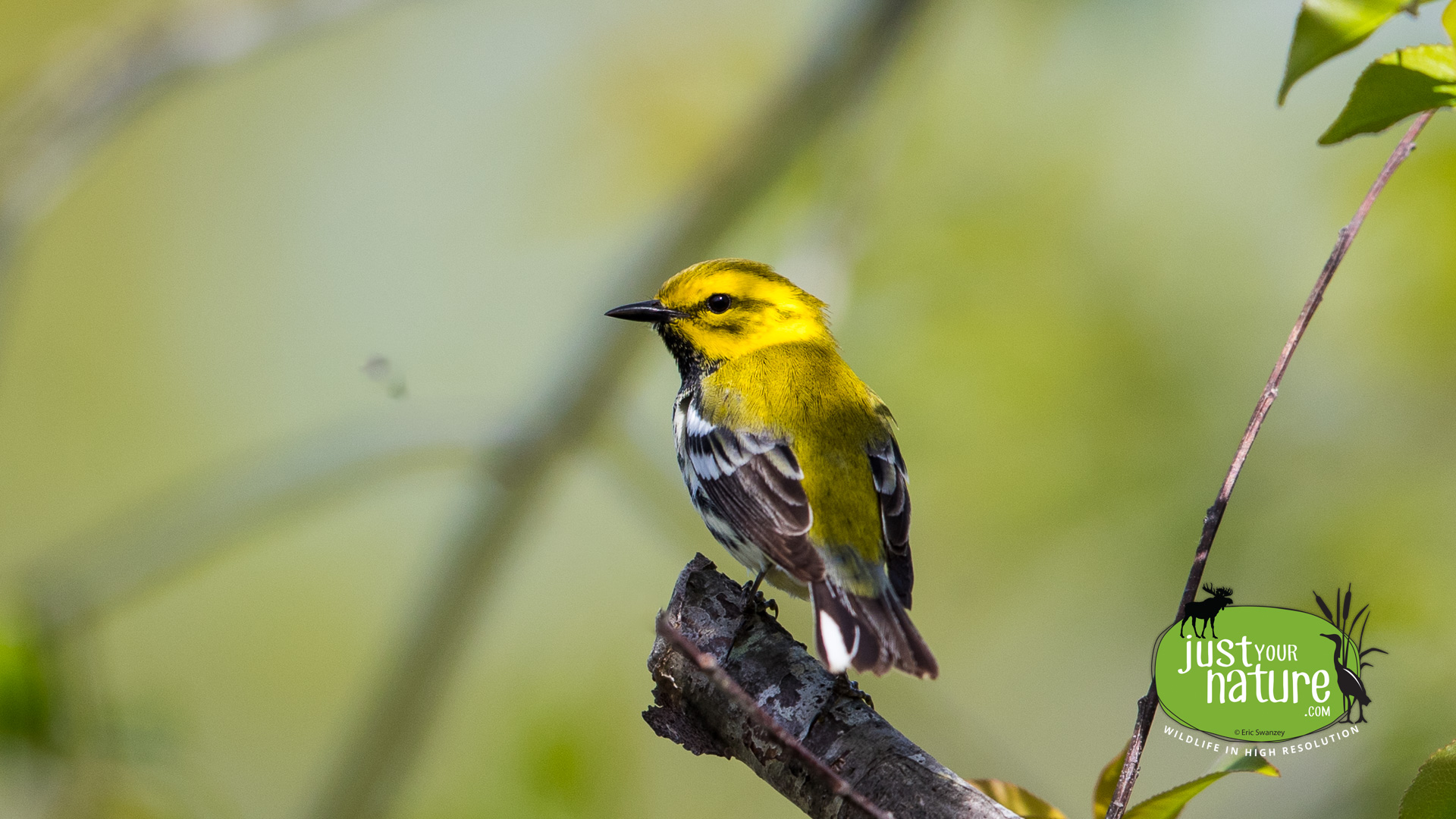 Black-throated Green Warbler, Parker River NWR, Plum Island, Massachusetts, 16 May 2017 by Eric Swanzey