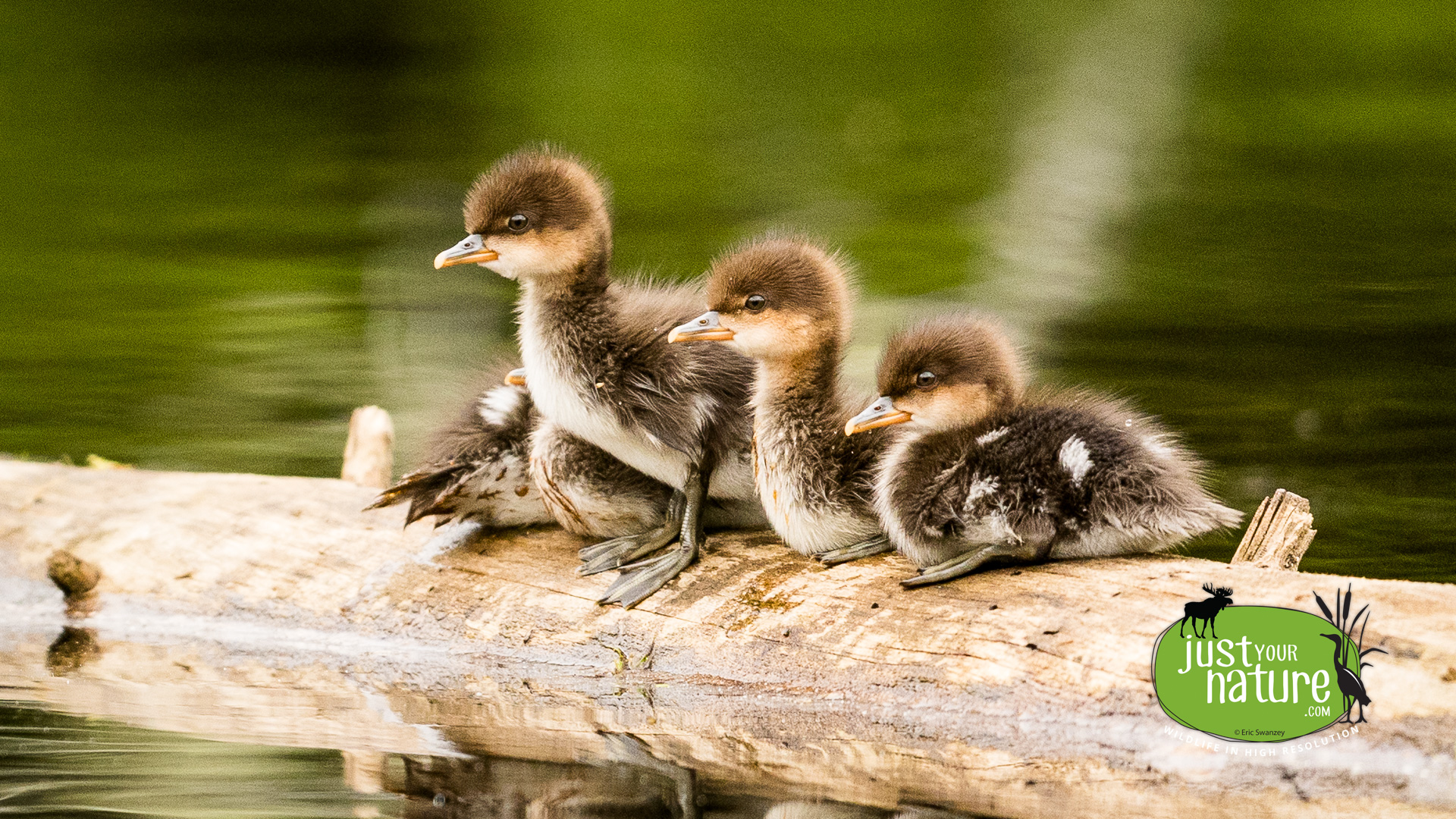 Common Goldeneye, Blair Spur Rd, T7 R11 Wels, North Maine Woods (NMW), Maine, DeLorme 56:D2, 26 June 2024 by Eric Swanzey