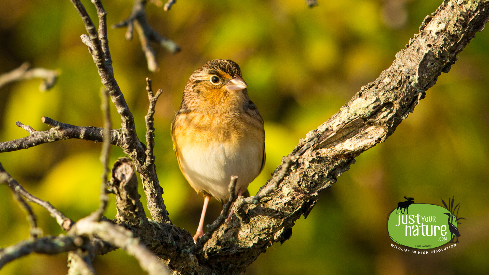 Grasshopper Sparrow, Parker River NWR, Plum Island, Massachusetts, 15 October 2014 by Eric Swanzey