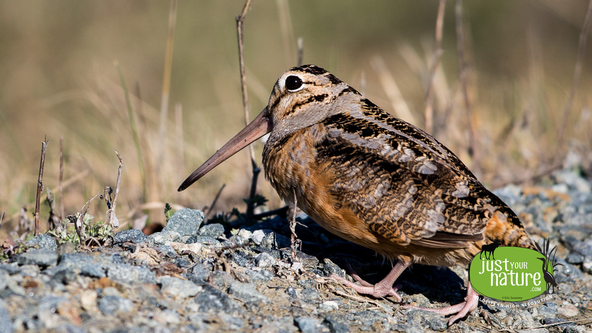 American Woodcock, Parker River NWR, Plum Island, Massachusetts, 15 April 2016 by Eric Swanzey