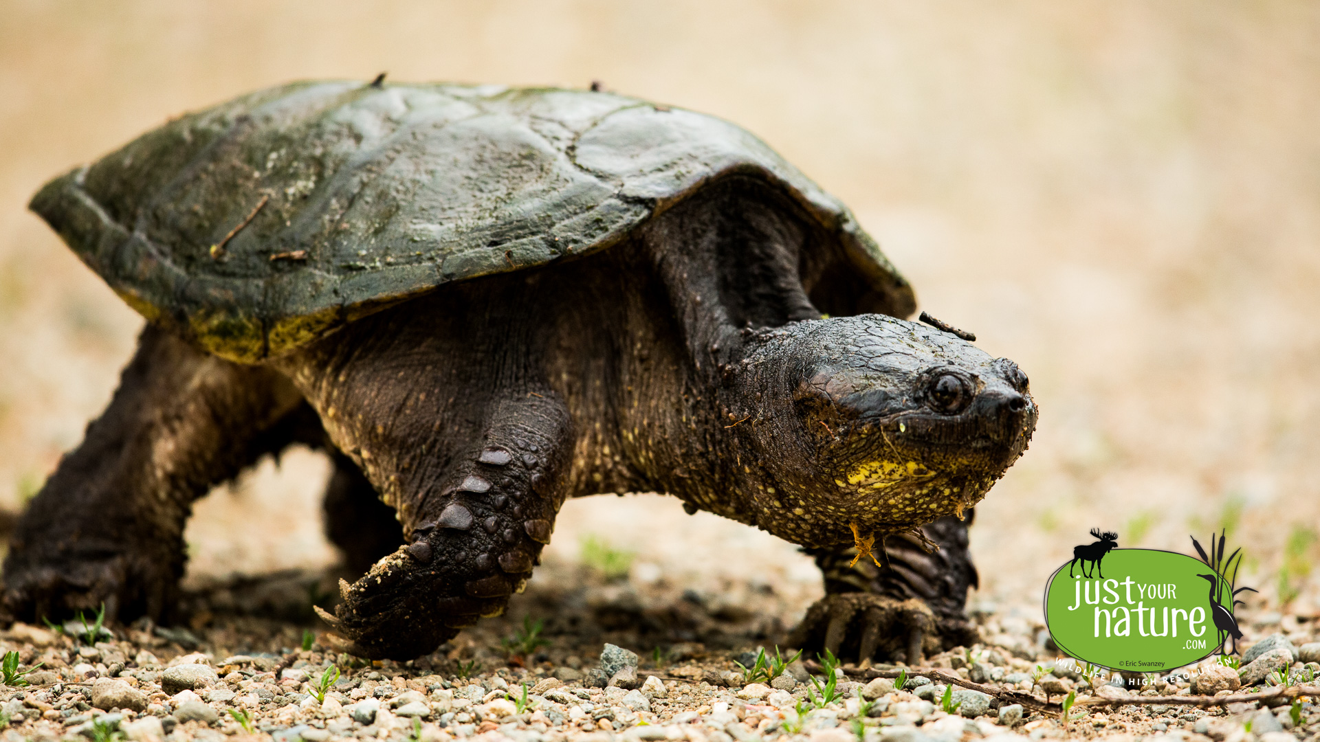 Snapping Turtle, Ipswich River Wildlife Sanctuary, Topsfield, Massachusetts, 5 June 2014 by Eric Swanzey