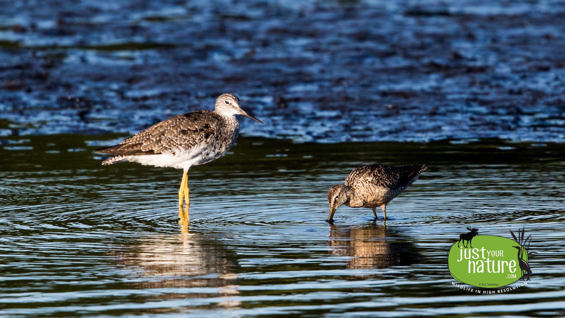 Lesser Yellowlegs, Long-billed Dowitcher, Parker River NWR, Plum Island, Massachusetts, 13 August 2015 by Eric Swanzey