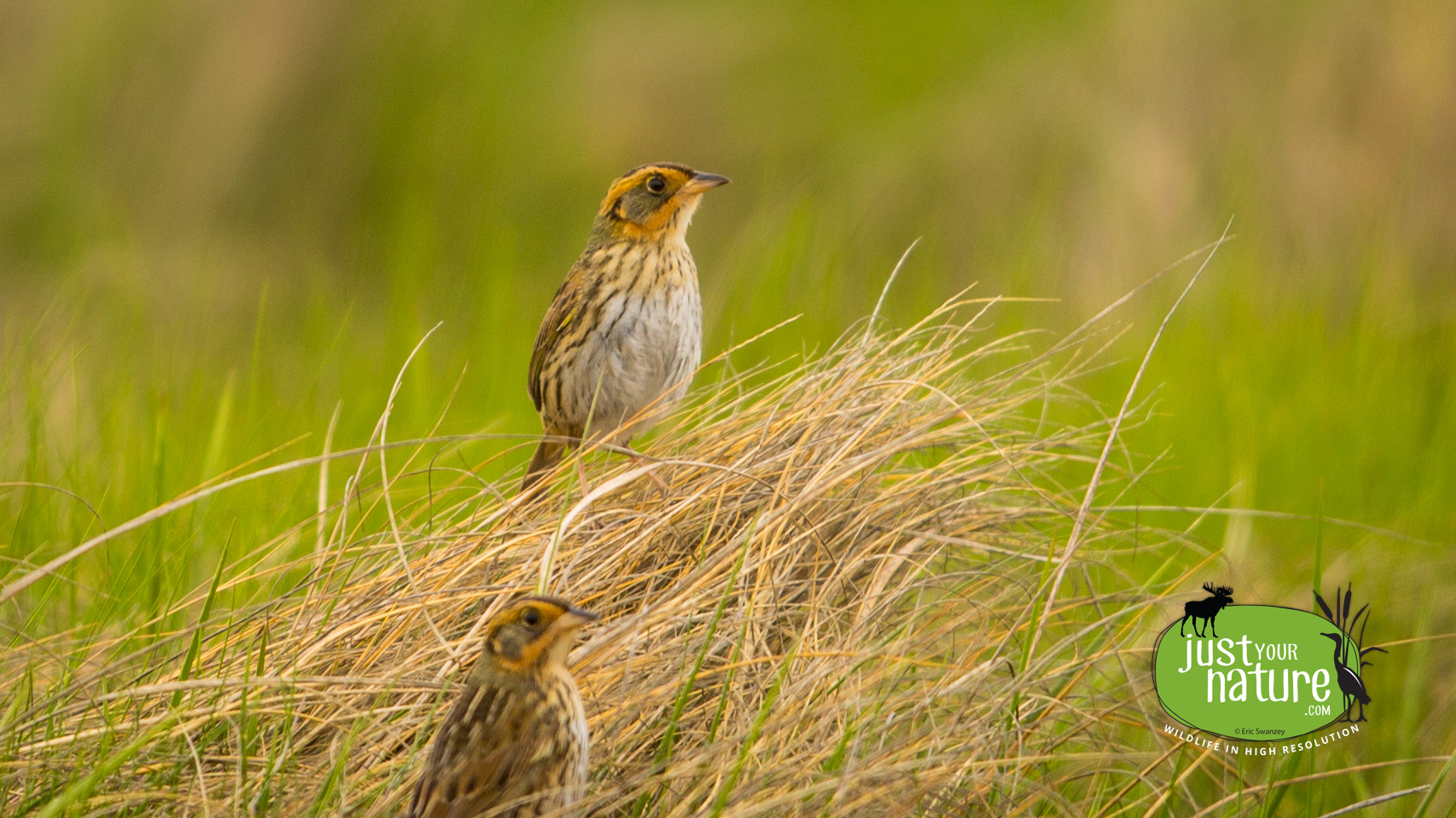 Saltmarsh Sparrow, Parker River NWR, Plum Island, Massachusetts, 23 May 2014 by Eric Swanzey