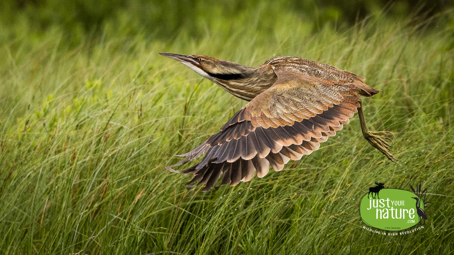 American Bittern, Bear Pond Brook, T2 R13 Wels, Maine, DeLorme 49:5E, 7 June 2024 by Eric Swanzey