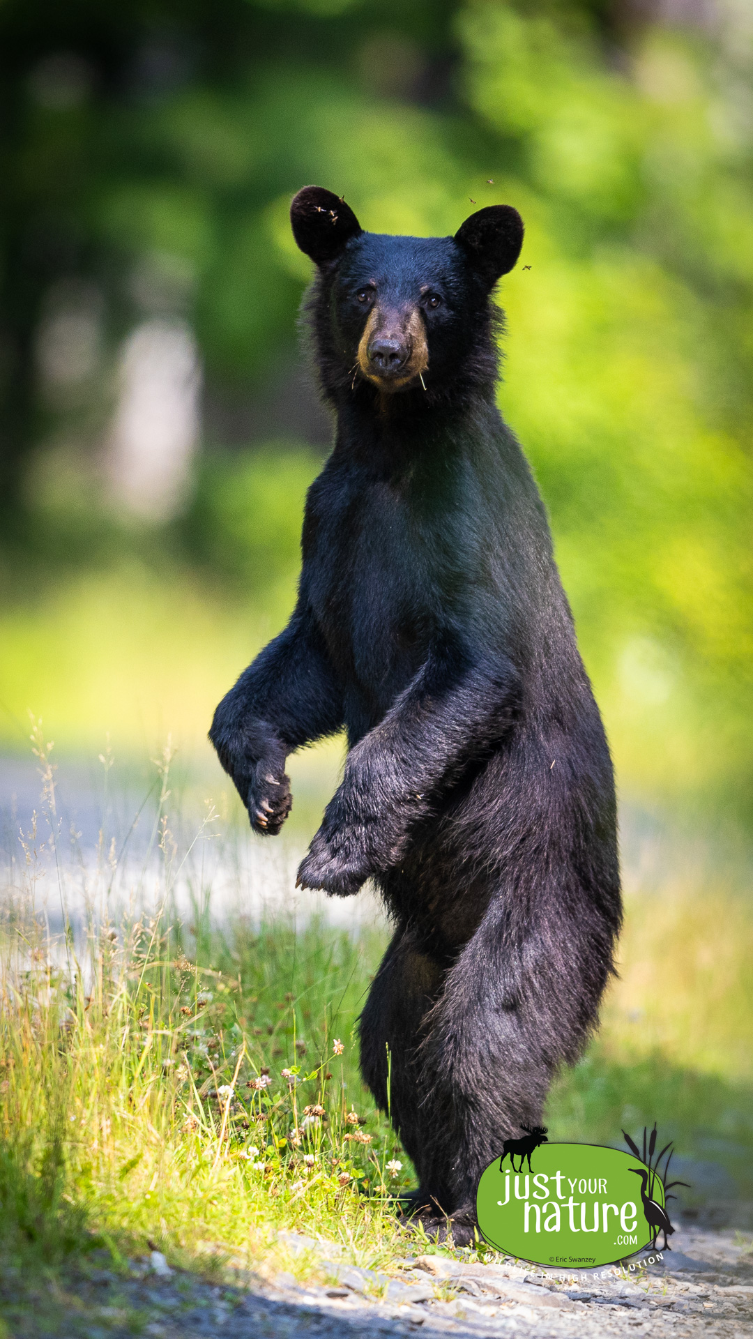 Black Bear, Guy Allen Rd, T6 R13 Wels, North Maine Woods (NMW), Maine, DeLorme 55:E4, 27 July 2024 by Eric Swanzey