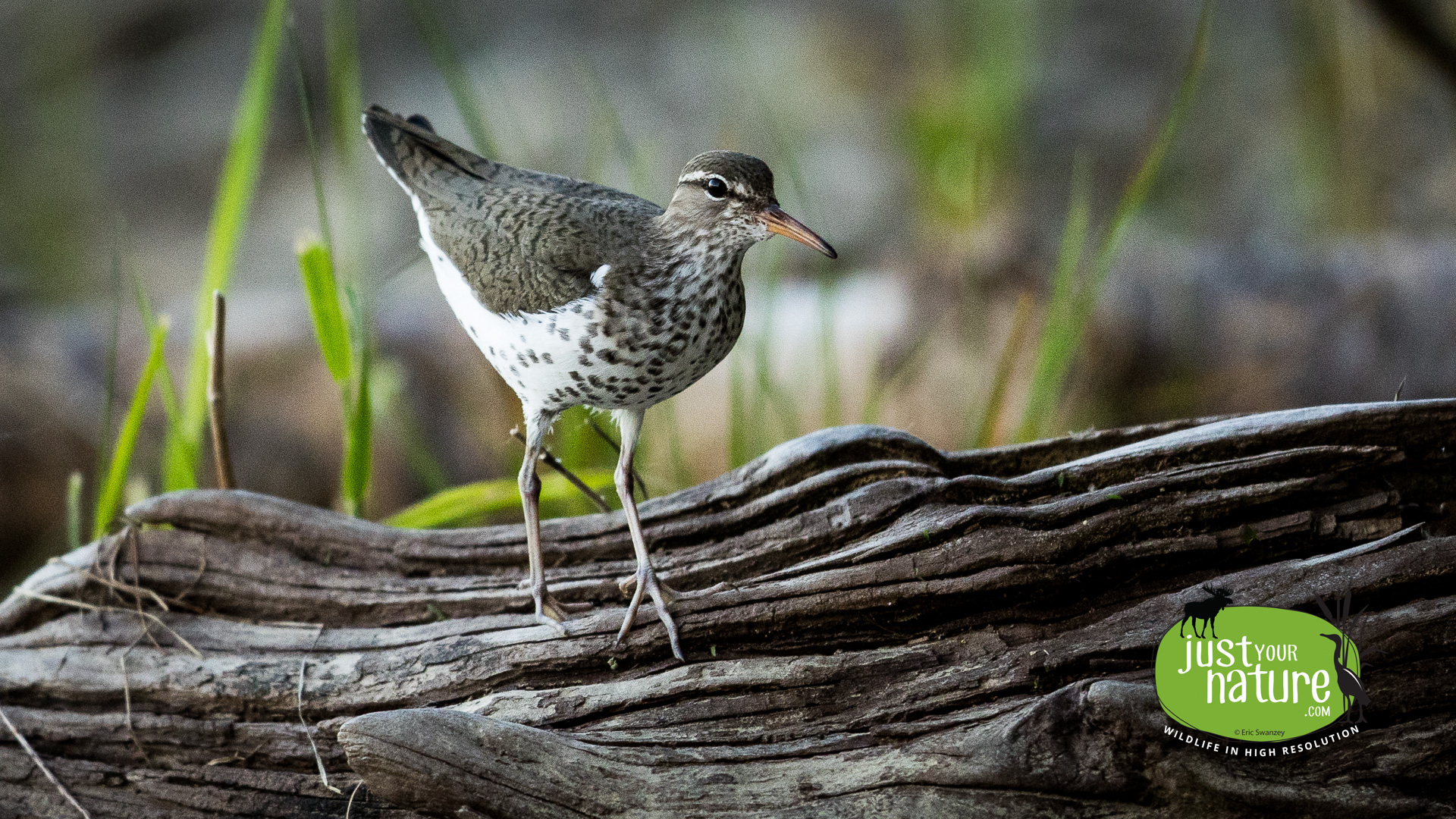 Spotted Sandpiper, Seboomook Lake, Elm Stream Twp, North Maine Woods (NMW), Maine, DeLorme 48:C5, 16 June 2024 by Eric Swanzey