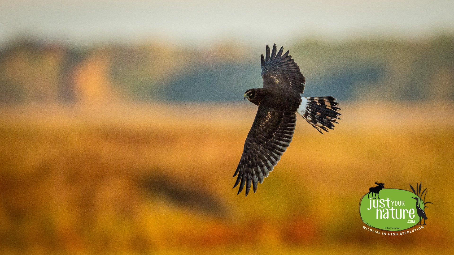 Northern Harrier, Parker River NWR, Plum Island, Massachusetts, 5 October 2014 by Eric Swanzey