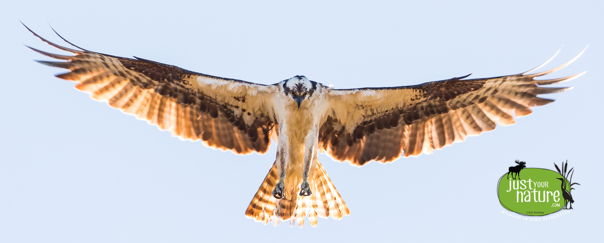 Osprey, Parker River NWR, Plum Island, Massachusetts, 23 September 2014 by Eric Swanzey