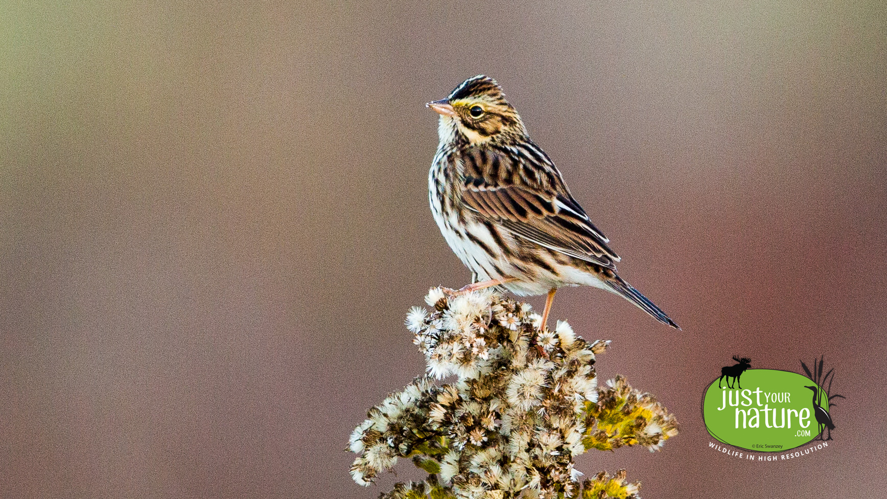 Savannah Sparrow, Parker River NWR, Plum Island, Massachusetts. 30 October 2014 by Eric Swanzey