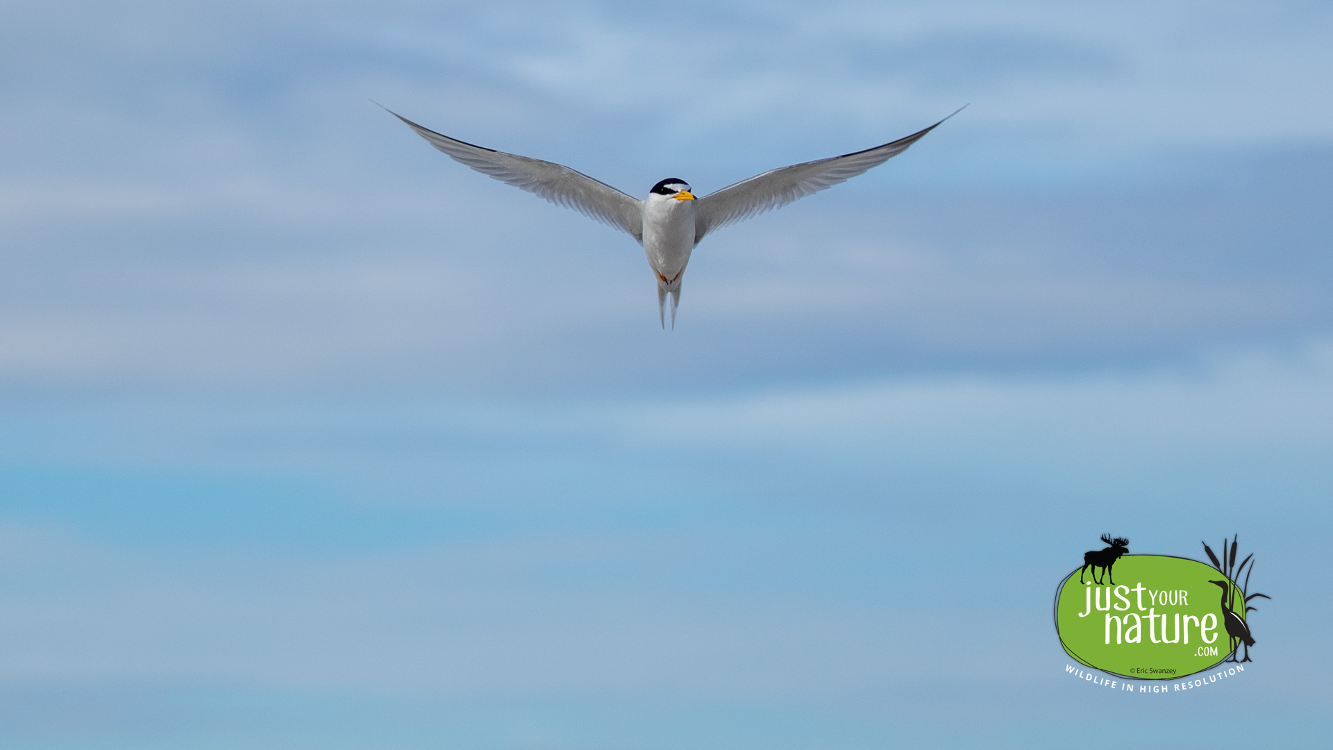 Least Tern, Sandy Point State Reservation, Plum Island, Massachusetts, 5 June 2015 by Eric Swanzey