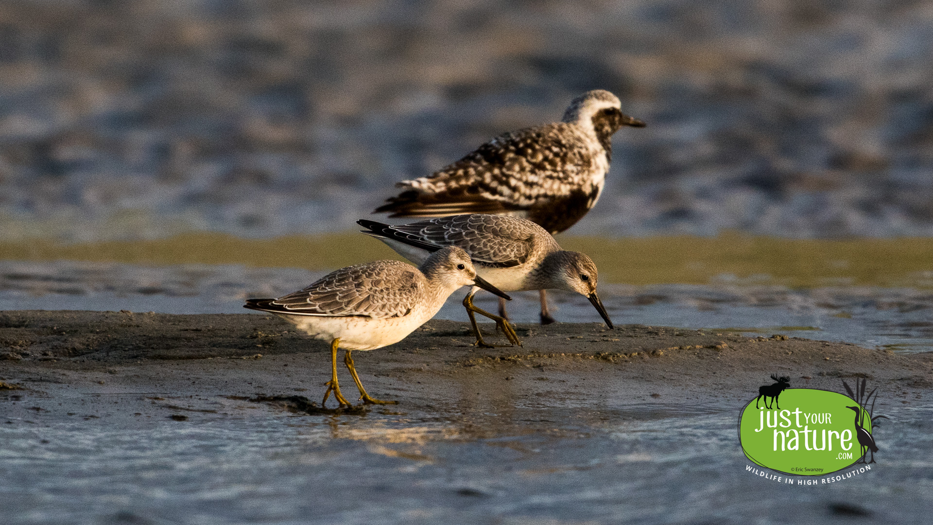 Red Knot, Sandy Point State Reservation, Plum Island, Massachusetts, 4 September 2015 by Eric Swanzey