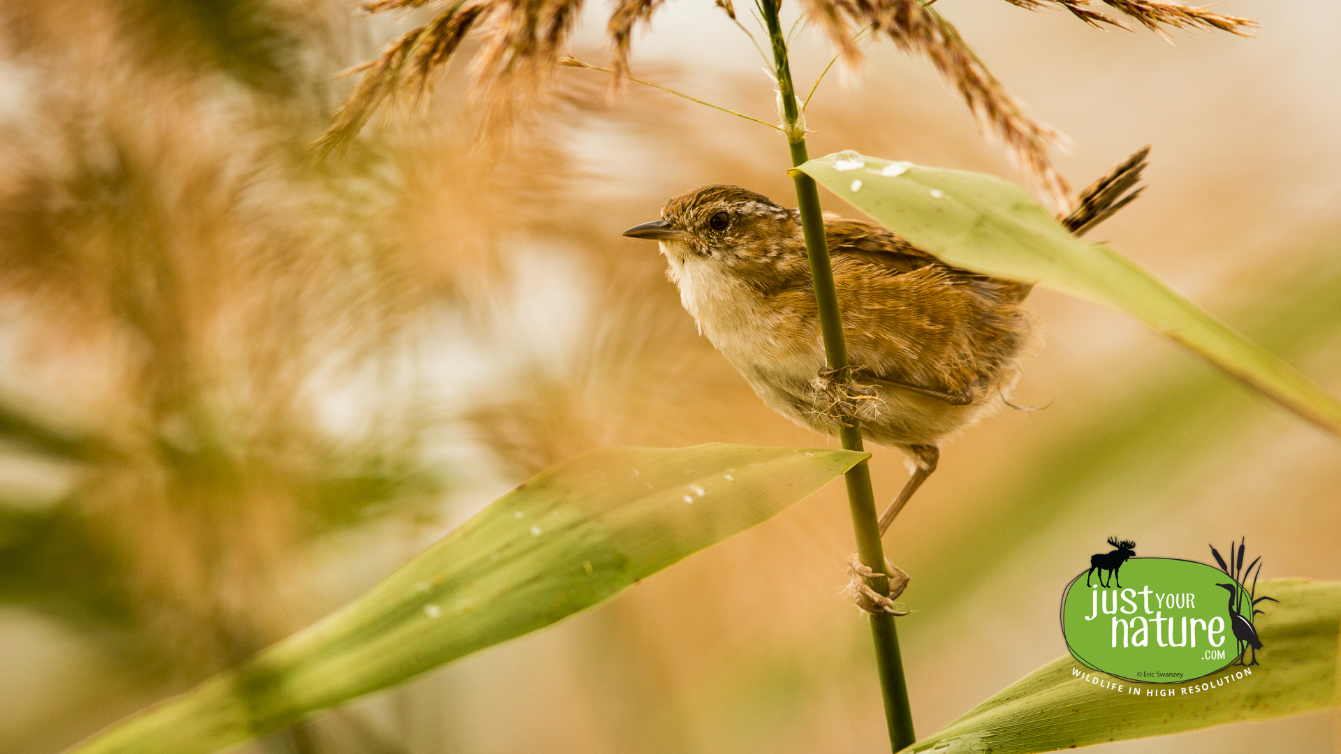 Marsh Wren, Parker River NWR, Plum Island, Massachusetts, 21 September 2014 by Eric Swanzey