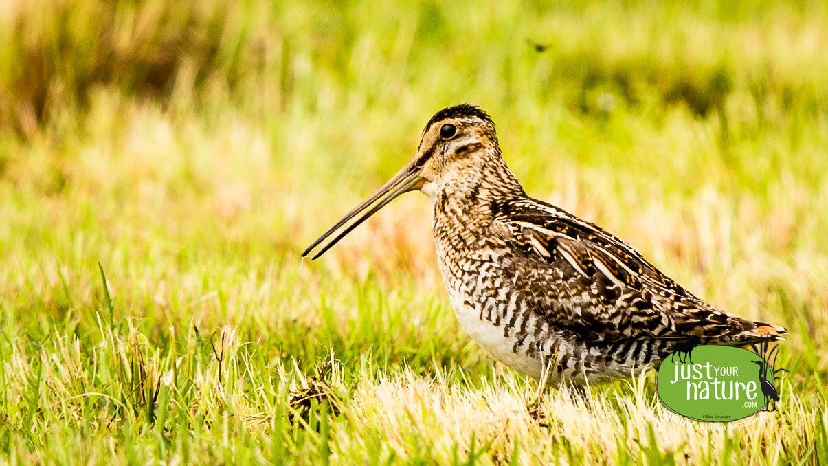 Wilson's Snipe, Indian Stream Rd., Pittsburg, New Hampshire, 26 June 2014 by Eric Swanzey